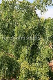 It has a cooling effect that lowers the body temperature. Azadirachta Indica Neem Tree Buy Seeds At Rarepalmseeds Com