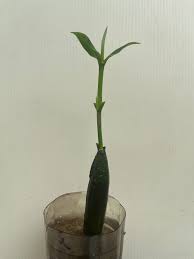 Image result for Bruguiera