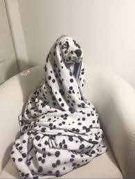 No Se De Que Religion Es Lider Pero Quiero Que Me Guie En Lo Que Memes De Perros Graciosos Chistes Graciosos De Animales Memes De Animales Tiernos