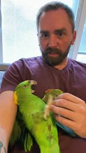 Morning playtime with Amber #bird #petsoftiktok #amazon #girlfight #parrot  #pretty #play