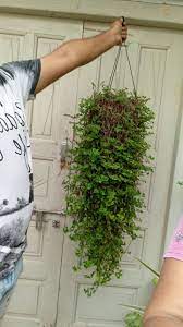 Turtle Vine In Hanging Basket Its Perfect Vine For Hanging Plants Garden Plants Vines