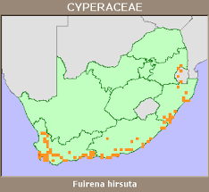 Image result for Fuirena hirsuta