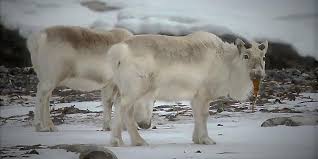 Because cats are obligate carnivores and require diets that contain mostly meat (unlike dogs who are omnivores and can live off of a variety of different foods), their bodies aren't able to digest fibrous foods as easily as dogs and don't always like the variety of people foods that dogs do, according to werber. Reindeer Adapt To Climate Change By Eating Seaweed Eurekalert Science News
