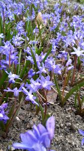 Blausternchen Scilla Und Andere Blaublutige Pflanzen Naturgarten Blaustern