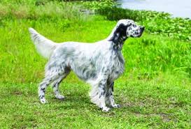 Maybe you would like to learn more about one of these? English Setter Dog Breed Profile Petfinder