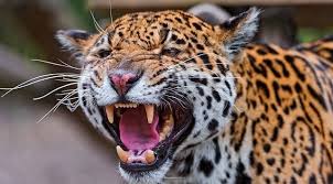 Leopard on the timber in the natural environment of the zoo. J Is For Jaguar Attacks Crocodile Video A Z Cool Animals