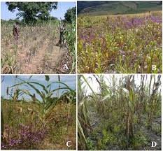 Image result for Striga hermonthica