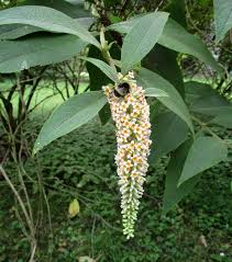 Image result for Buddleja asiatica