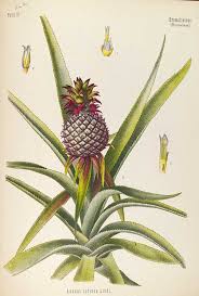 Free Franz Eugen Kohler S Medicinal Plant Plant Illustration Vintage Botanical Prints Botanical Drawings