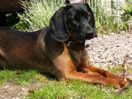 Image result for bavorský barvář