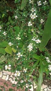 Image result for Malpighia coccigera