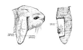 Pet Rabbits Alfaxan Anaesthetic Injection