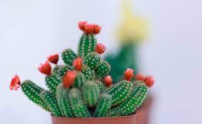 Está tejido a crochet en la técnica del amigurumi. Como Comprar Un Cactus O Cualquier Otra Suculenta Plantas