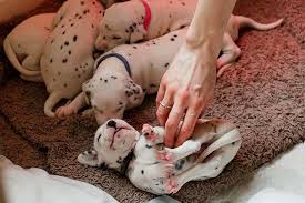 More stories for a litter of puppies » Akc S Guide To Responsible Dog Breeding American Kennel Club