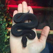 Ball Black Python Black Ball Python Cute Reptiles Pretty Snakes Pet Snake