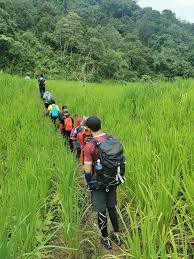 Sawah padi at english (wd) of explained inter: Wikiloc Sinatut Waterfall Kpg Sadir Padawan Trail