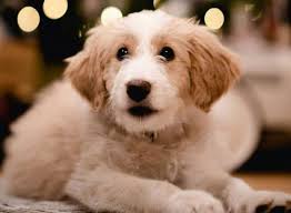 So for those who are interested in exploring ohio with a furry traveling companion, be sure you visit columbus, ohio! Bordoodle Dog Breeders