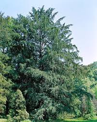 Im onlineshop und im praskac gartencenter gibt es taxus baccata 'erecta'.breite säuleneibe. Taxus Baccata Monaco Nature Encyclopedia