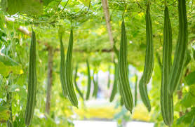 Image result for Luffa