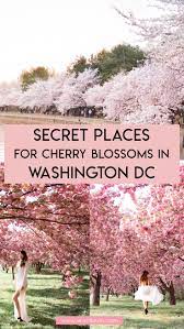 5 Secret Places To See Cherry Blossoms In Dc That Are Tourist Free 2021 In 2021 Washington Dc Travel Secret Places Visiting Washington Dc