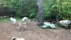 To see the live web cam shots. International Wolf Center Photos Facebook