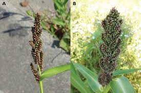 Image result for Echinochloa frumentacea