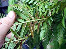 Image result for Todea