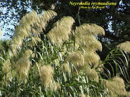 Image result for Neyraudia arundinacea