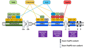 Les sélectines inhibent la fonction des lymphocytes T régulateurs et  contribuent à la pathogénie du lupus érythémateux sys