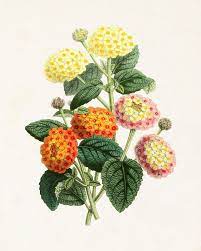 The Floral Magazine Print No 7 Botanical Prints Botanical Drawings Botanical Prints Vintage Botanical Prints