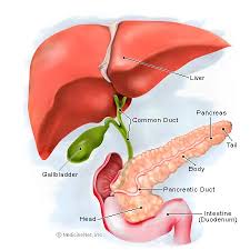 Image result for pancreas)