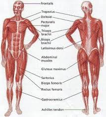 The Body Running Human Body Muscles Human Body Facts