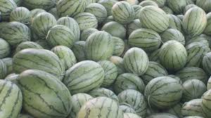 Image result for Citrullus lanatus