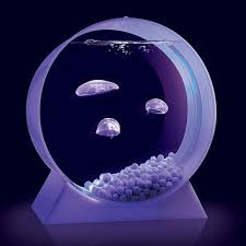 Find out what other people are paying for a pet jellyfish, as well as what you should be paying. Desktop Jellyfish Tank Jellyfish Tank Pet Jellyfish Jellyfish Art