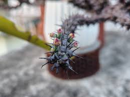 Image result for Euphorbia corniculata