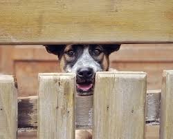 How to stop a dog from digging under a fence. How To Stop Dogs From Digging Under Your Fence Rustic Fence Fence Company Serving Dallas Fort Worth