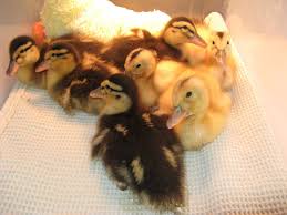 Check spelling or type a new query. Silver Appleyard Ducks Backyard Chickens Learn How To Raise Chickens
