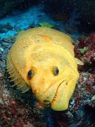 Pin By Anchovy On Ab Fish Fish Pet Pets Fish