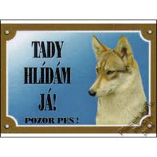 Image result for západosibiřská lajka