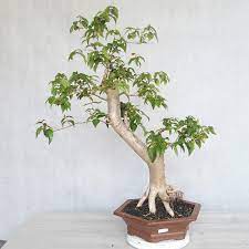 Indoors or when temps are above 40 degrees can be kept. E Bonsai Room Bonsai Australian Cherry Eugenia Uniflora