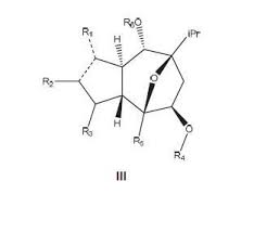 Image result for Englerina