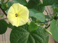 Image result for Ipomoea ochracea