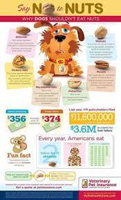 The Dangers Of Nuts Dog Infographic Can Dogs Eat Pet Health
