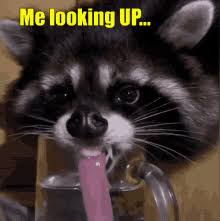 Watch the full video | create gif from this video. Drunk Racoon Gifs Tenor