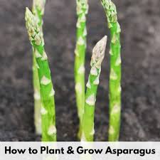 Plants may grow to a height of four to eight feet and are branched. How To Plant And Grow Asparagus So You Can Harvest It For Years Together Time Family