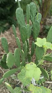 Image result for Calepitrimerus vitis