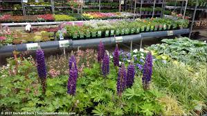 Succulents and cacti are great houseplants for beginners, requiring very little maintenance to survive! What You Find In A Garden Center In Germany