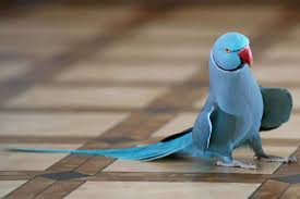 Maybe you would like to learn more about one of these? Ringneck Macaw