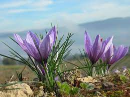 Saffron Crocus Purple Flowers Crocus
