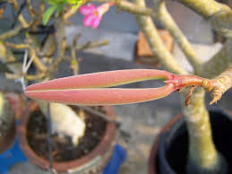 Maybe you would like to learn more about one of these? Cara Menyemai Adenium Dari Biji Sampai Perawatan Bunga Ilmubudidaya Com